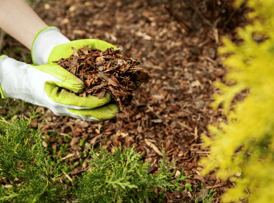 Mulching