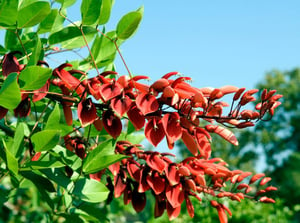 DTEL | Coral Bean