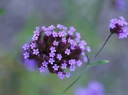 DTEL- Blog (4)
