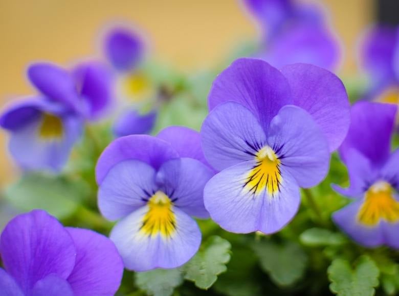 Florida Fall Flowers