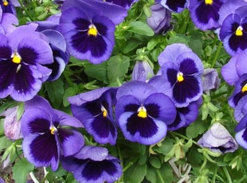 Fall Flowers- North Florida- Pansy