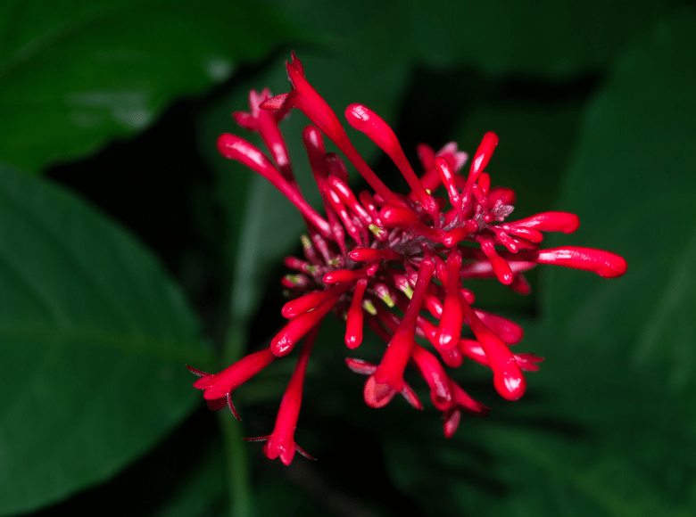 Landscape Tips and Tricks Fall in Florida