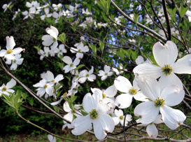 Flowering Dogwood 