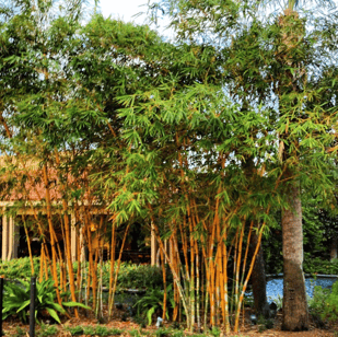 Hawaiian bamboo | DTE Landscape