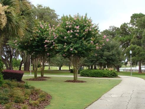 Pruning Crape Myrtle