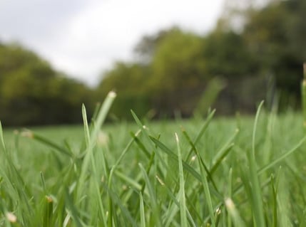 Growing Grass