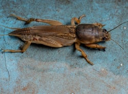 Mole Crickets