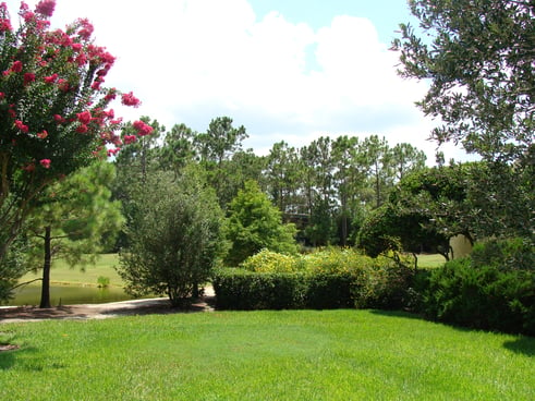 Pruning Crape Myrtle