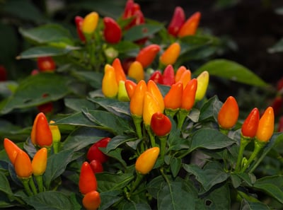 Ornamental Peppers South Florida