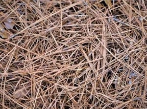 Pine straw- landscaping maintenance | Down To Earth |  Pine straw 
