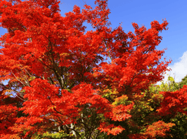 Red Maple-png