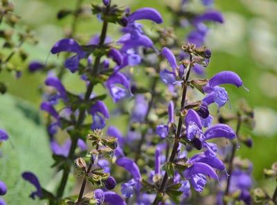 Salvia South Florida