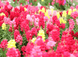Snapdragon