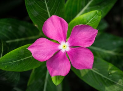 South Florida Periwinkle