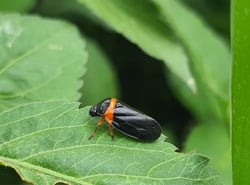 Spittlebug