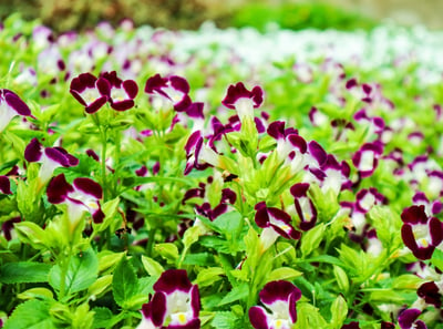 Torenia South Florida