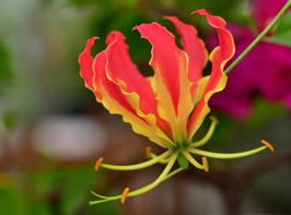 Winter Gardening - Gloriosa Lily