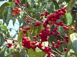 Winter Gardening winterberry