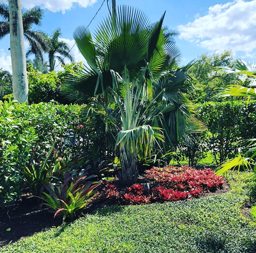 palm turf | DTE Landscape