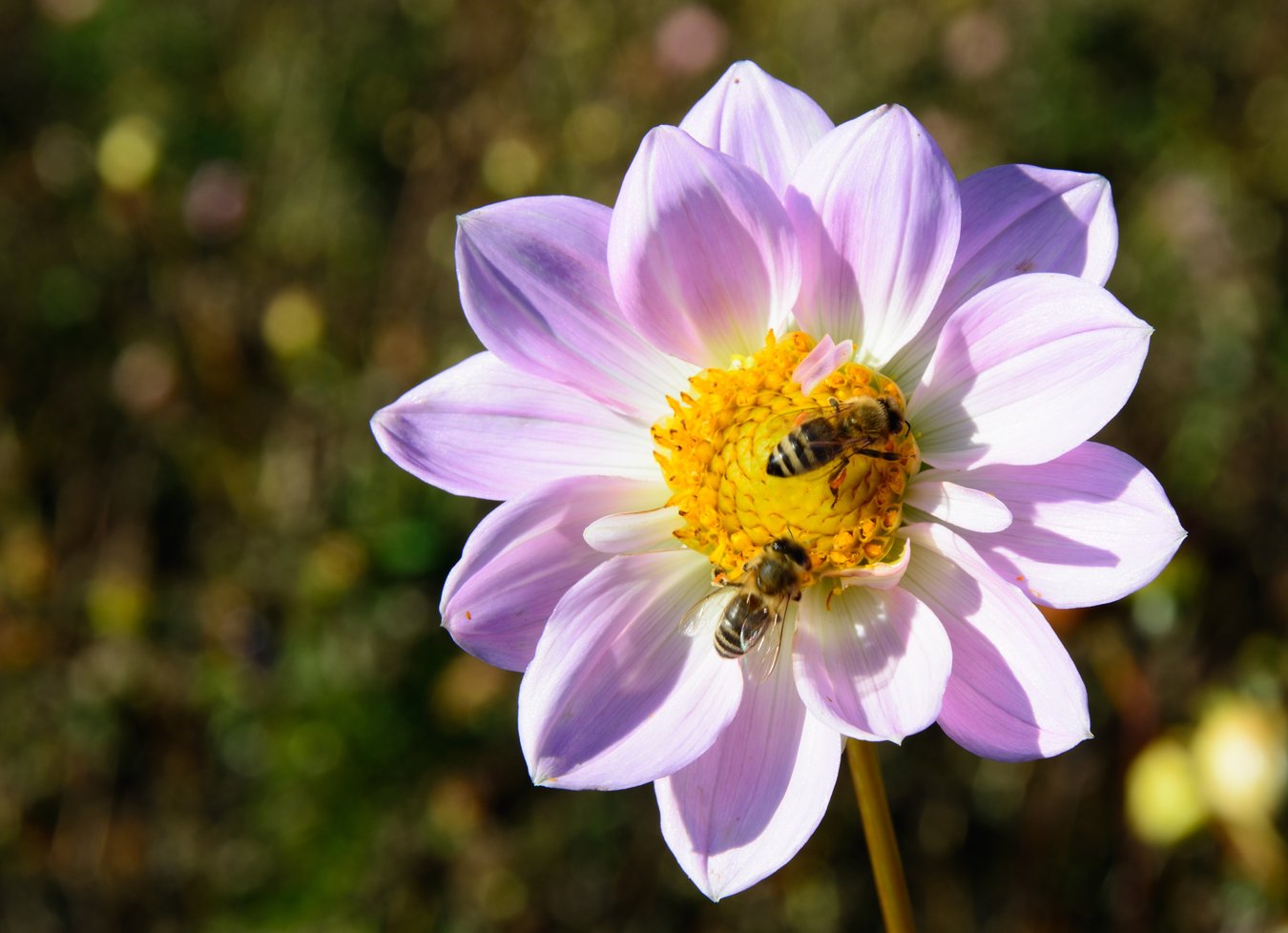 The Importance Of Florida Pollinators