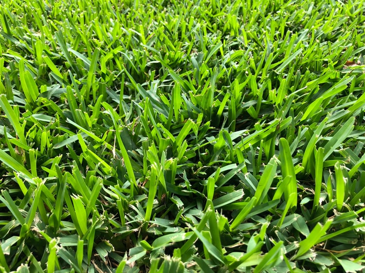 Southern Turfgrasses 101 For Southern Lawns & Landscapes