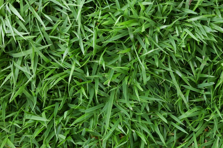 Southern Turfgrasses 101 For Southern Lawns And Landscapes