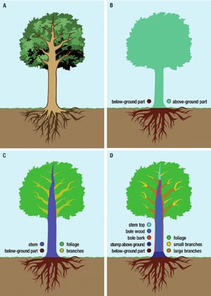 tree diagram | DTE Landscape