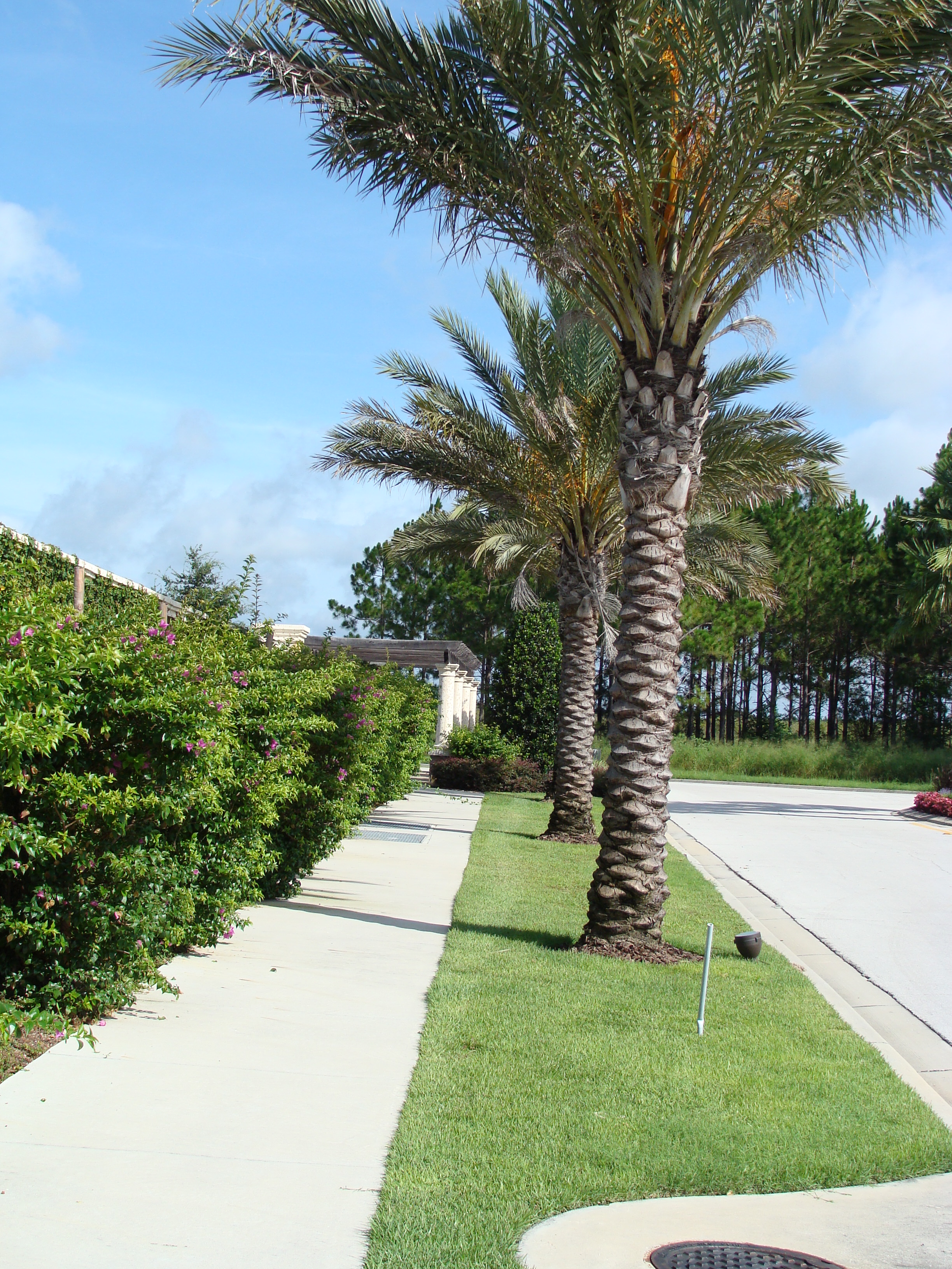 Pruning Palms | DTE Landscape