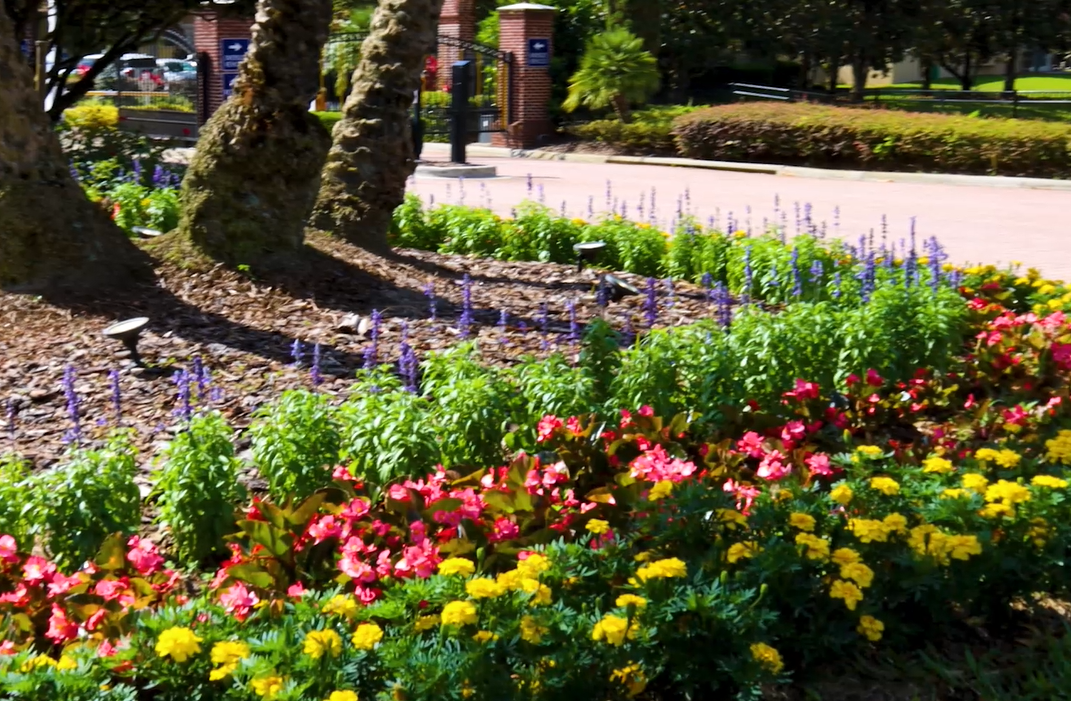 landscaping with annual flowers