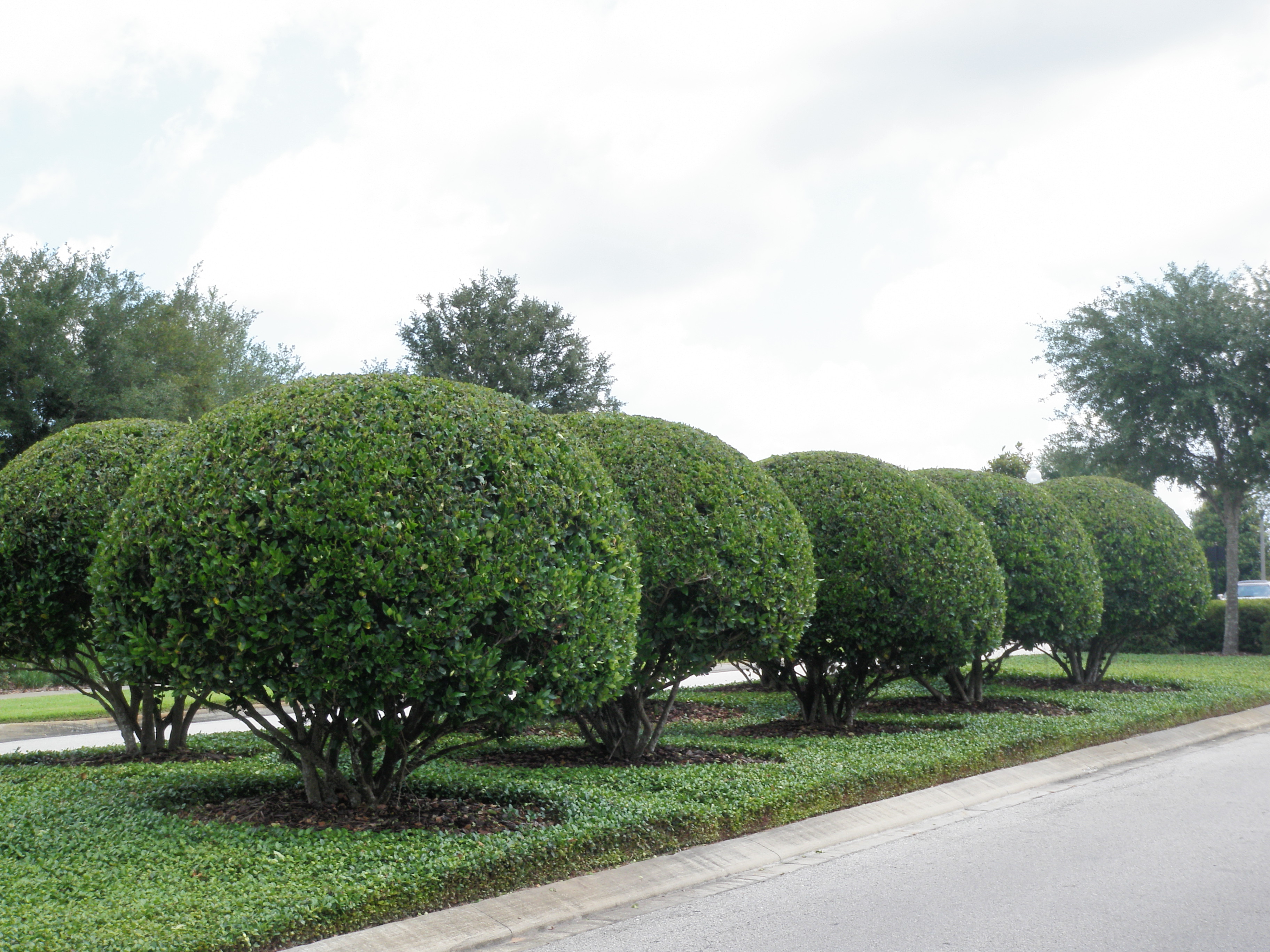 Pruning Shrubs and Hedges