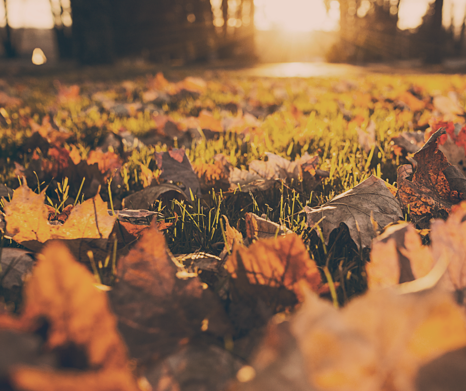 Leaf Clean Up, leaf removal
