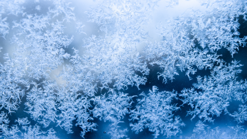 Winter Plant Protection